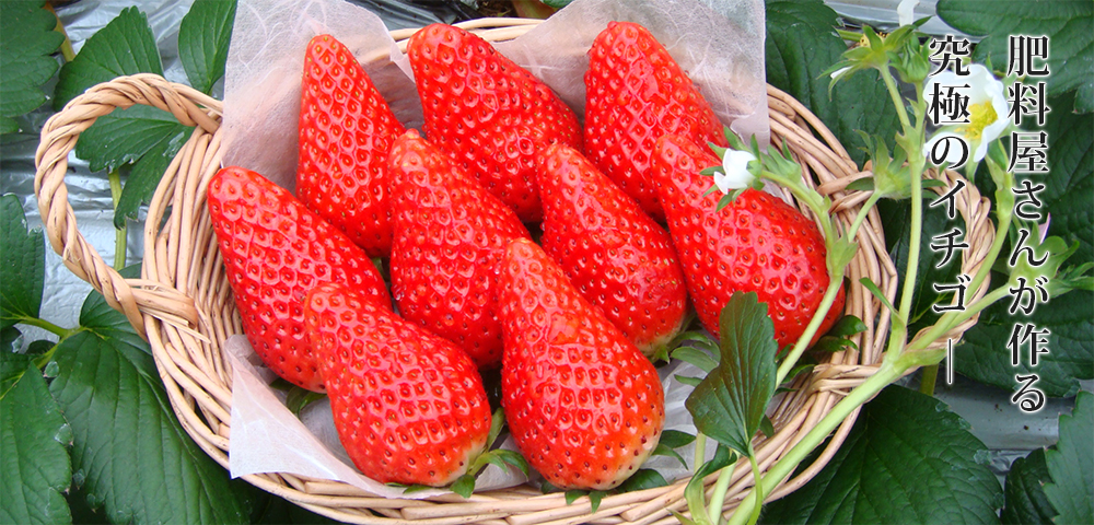 鳥取県湯梨浜町産 がいなイチゴ